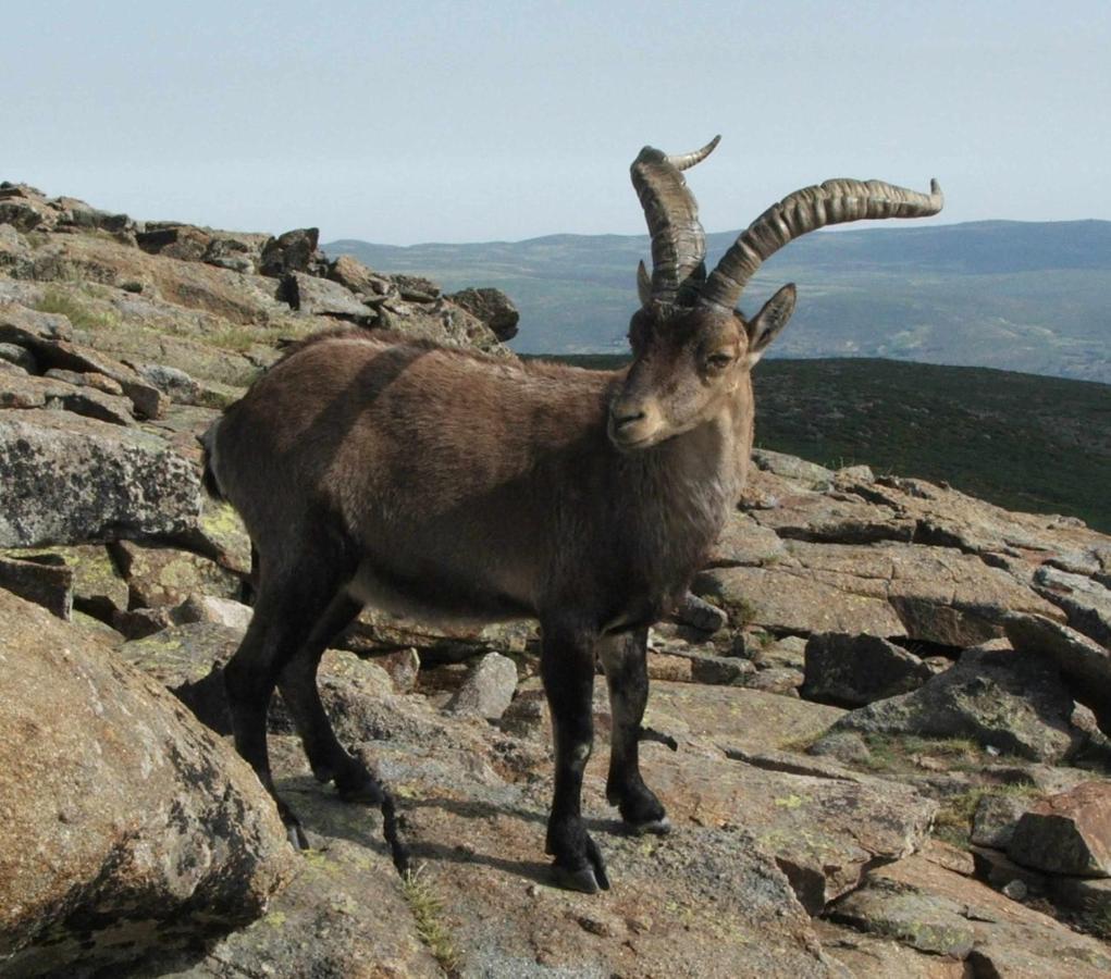 El Nido De Gredos Cuco Apartamento Con Chimenea Navarredonda de Gredos Eksteriør bilde