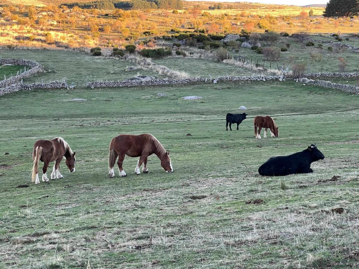 El Nido De Gredos Cuco Apartamento Con Chimenea Navarredonda de Gredos Eksteriør bilde